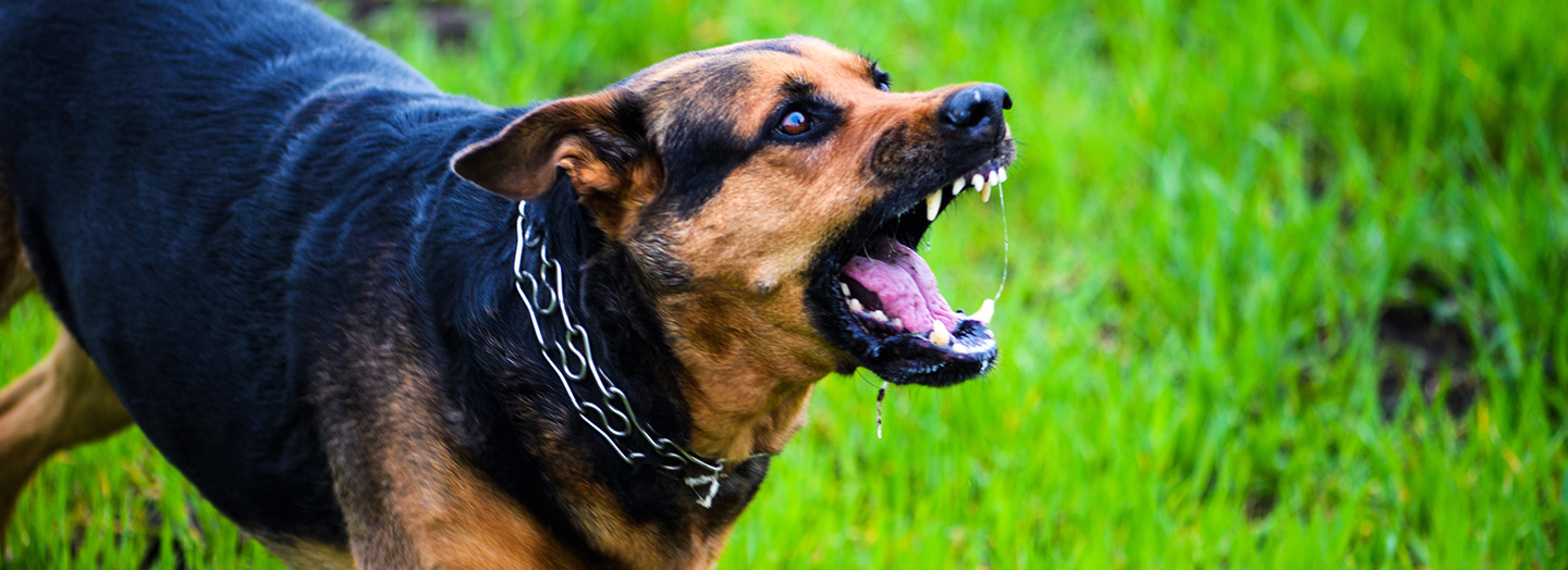 What Causes A Dog To Attack Unprovoked